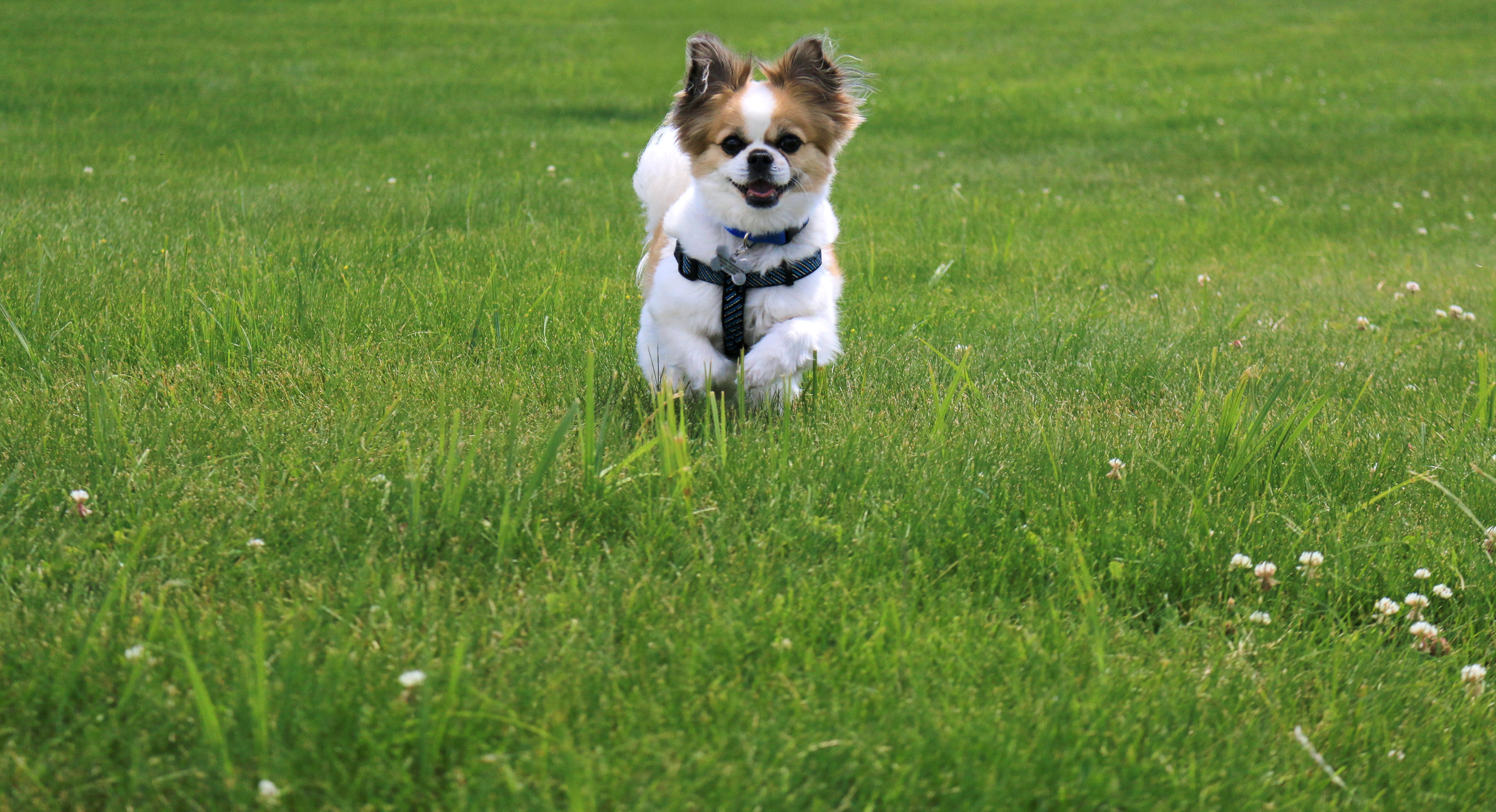 Sweet Freedom